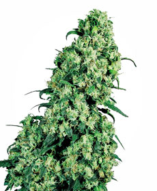 Sementes de Skunk #1 Feminizada