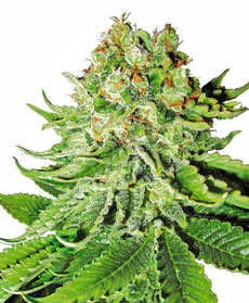 Sementes de Northern Lights Automatic