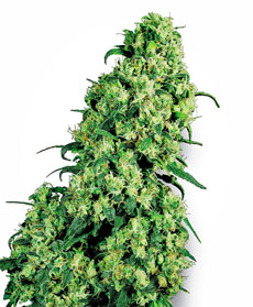 Sementes de Skunk #1 Feminizada 
