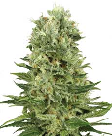 Sementes de Skunk #1 Automatic