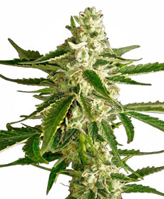 Sementes de White Diesel Haze Automatic
