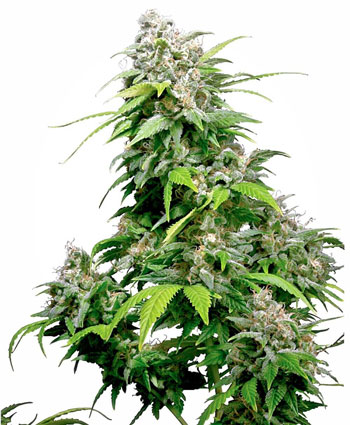 California Indica Feminisierte Samen online kaufen – Sensi Seeds