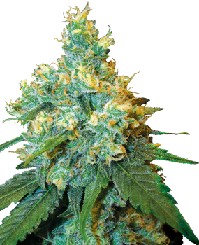 Hanfsamen kaufen: Die besten Cannabis-Samen – Sensi Seeds