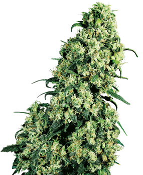 Sensi Seeds – #1 Cannabis-Samenbank seit 1985