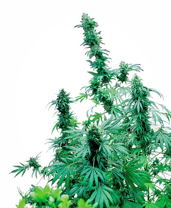 Early Skunk Cannabis Seeds