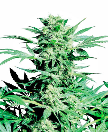 Shiva Skunk Cannabis Seeds