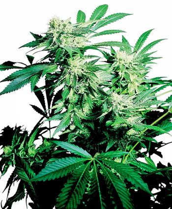 Skunk Kush Cannabis Seeds