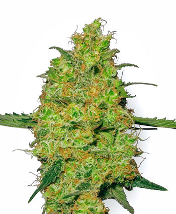Master Kush Cannabis Seeds