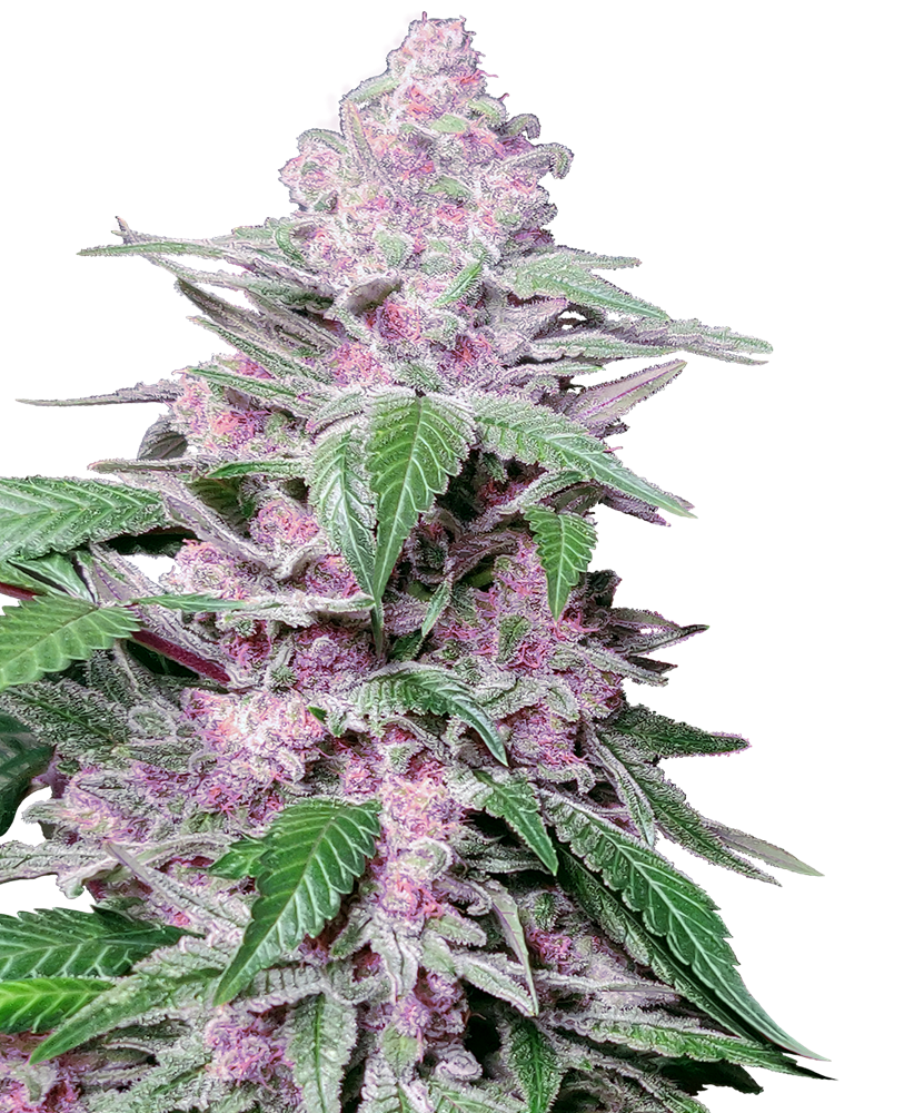 feminisierte cannabissamen sativa
