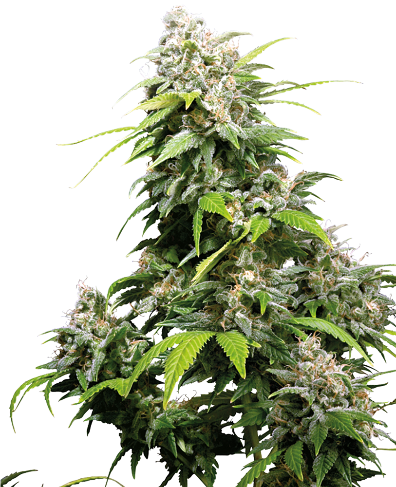 California Indica Regular Seeds – Sensi Seeds UK