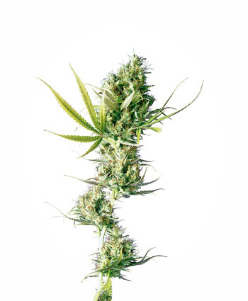 Durban Cannabis Seeds