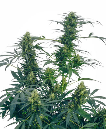Guerrillas Gusto Cannabis Seeds