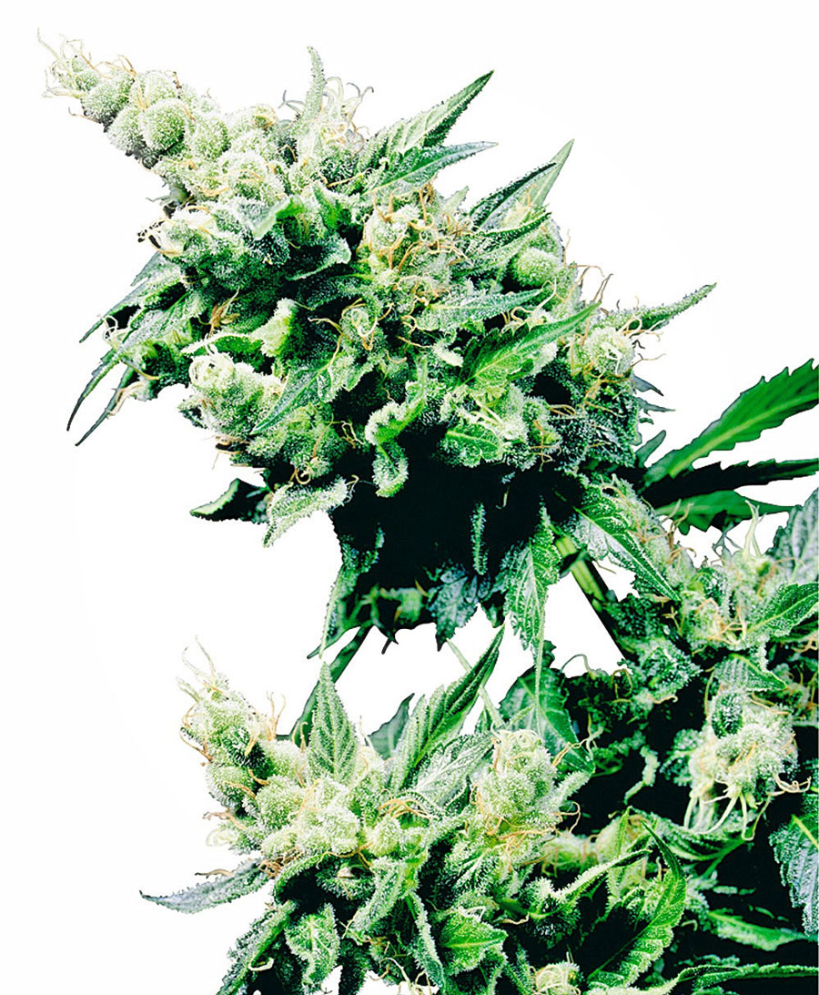 Buy Hash Plant® seeds online - Sensi Seeds UK