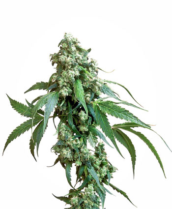 Jack Flash Cannabis Seeds