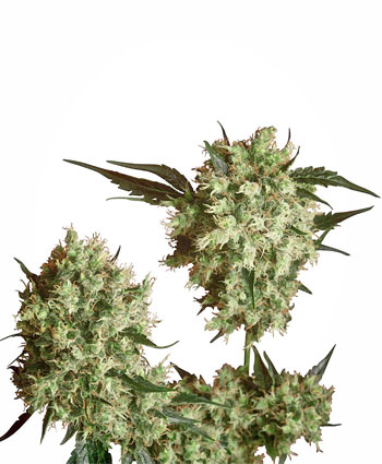 Marleys Collie Cannabis Seeds