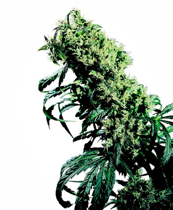 Northern Lights #5 X Haze Cannabis Seeds