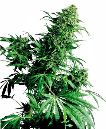 Shiva Shanti Cannabis Seeds