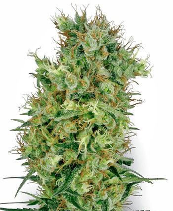 Orange Bud Cannabis Seeds