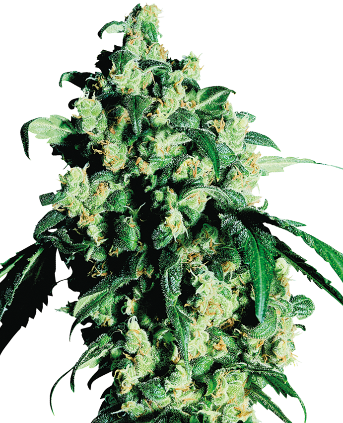 ✓ AUTO AMNESIA CBD PURE (Humboldt Seeds) Semilla Feminizada Marihuana