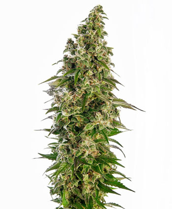 Afghani #1 Automatic-image