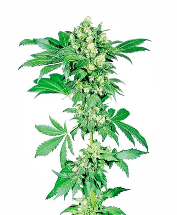 Buy Afghani #1 Feminized seeds online – Sensi Seeds UK
