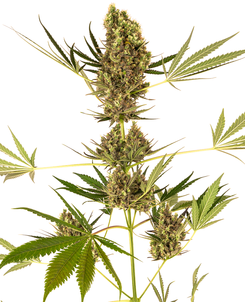 Alpine Delight CBD Automatic Seeds - Sensi Seeds UK