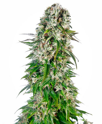 Big Bud Automaitc-image