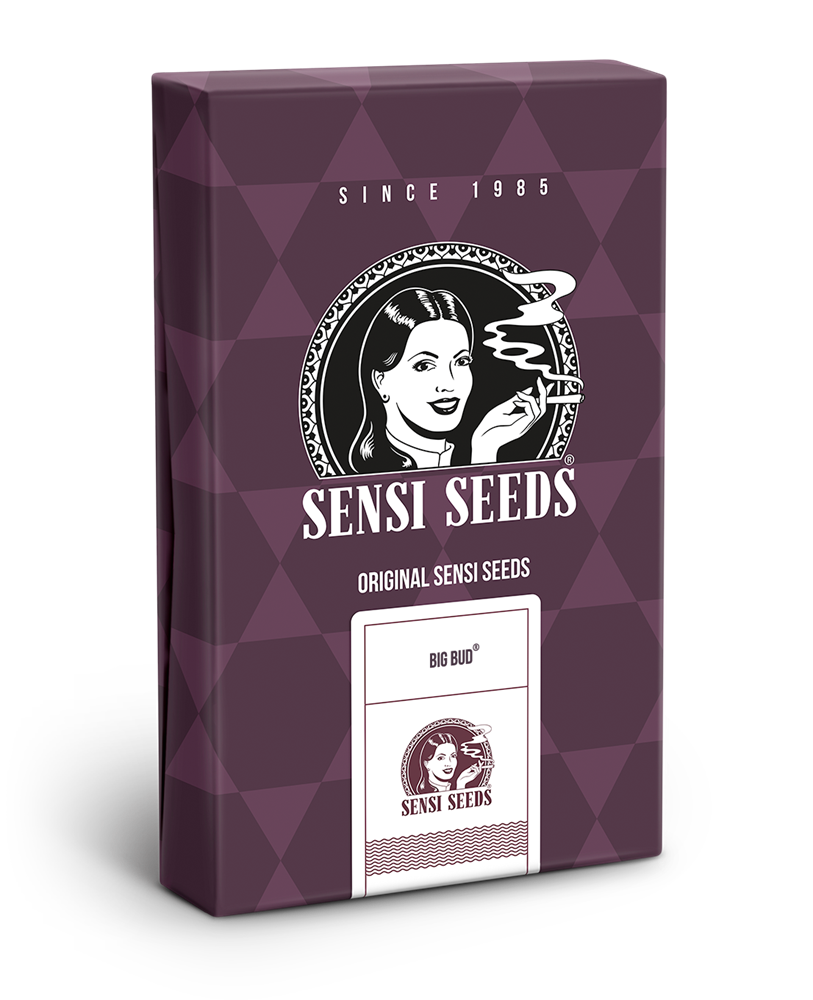 Big Bud Semi di Cannabis Regolari – Sensi Seeds