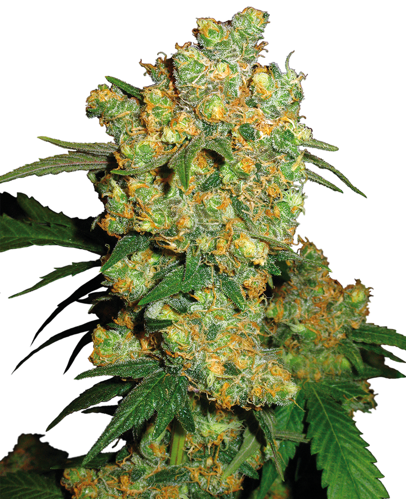 large marijuana plant seeds