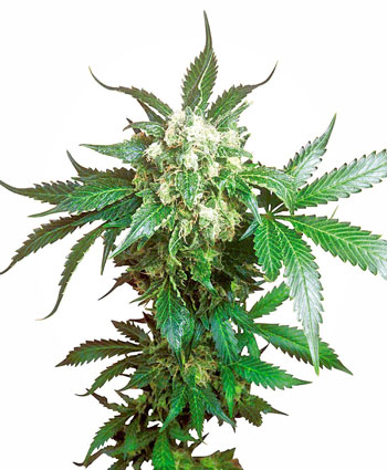 Black Domina-image