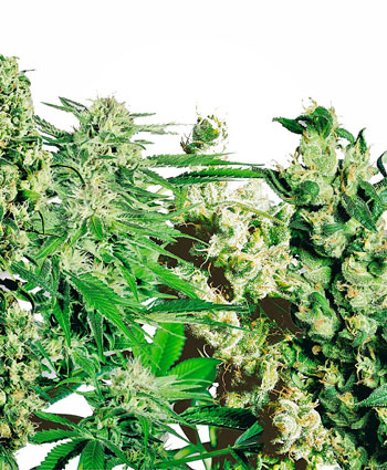 Buy Feminized Mix seeds- Sensi Seeds UK