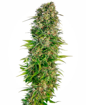 Buy Hindu Kush Automatic seeds – Sensi Seeds