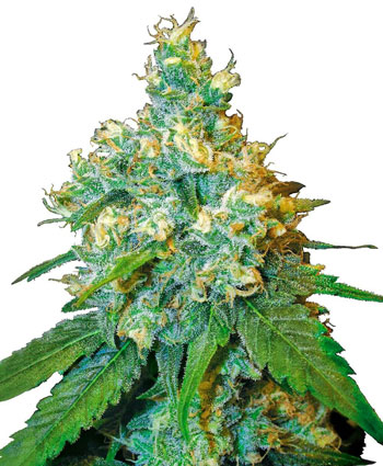 Jack Herer-image