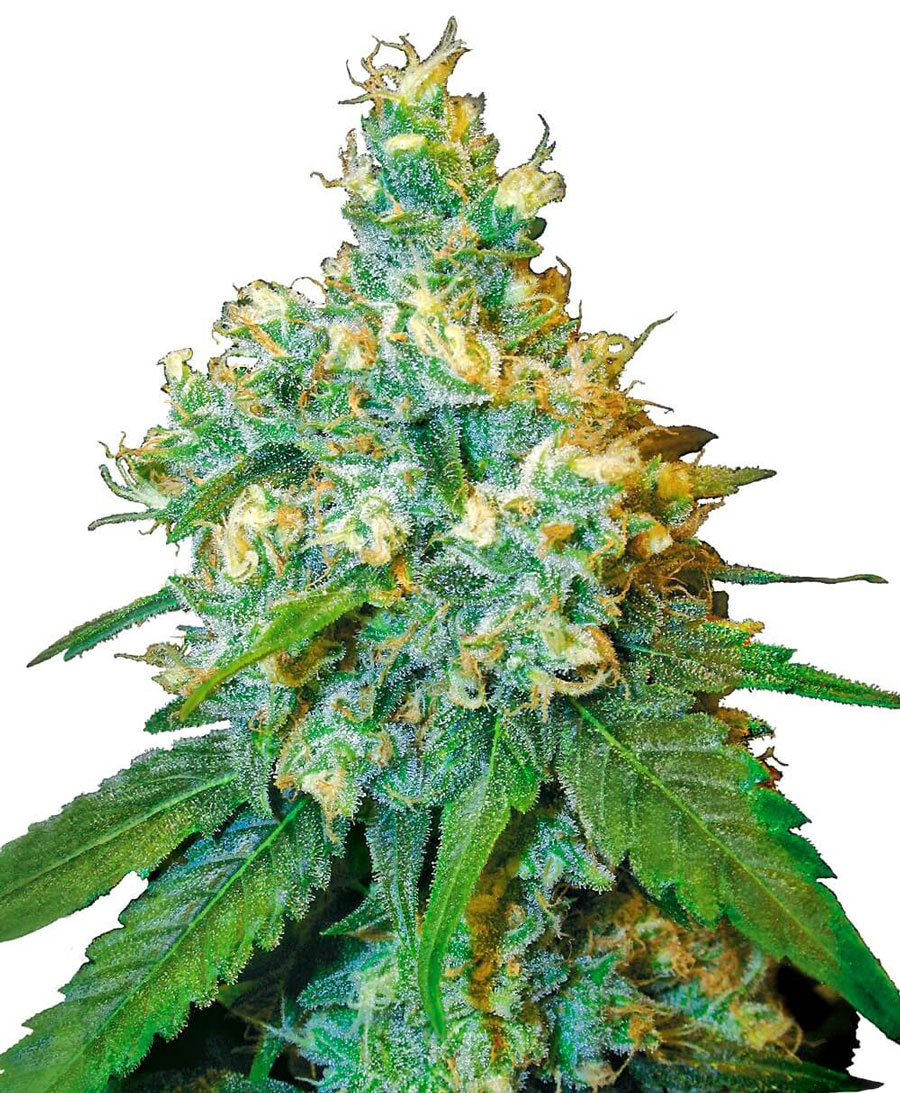 Buy Jack Herer Feminized Seeds Online - Sensi UK.