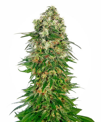 Shiva Skunk Automatic-image