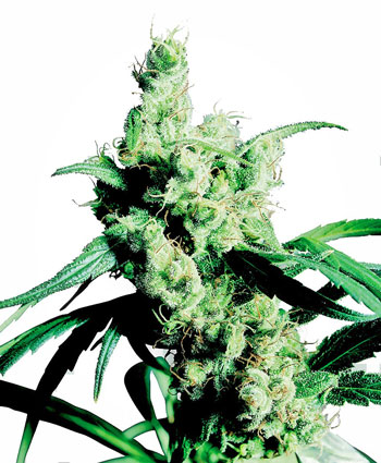 Silver Haze-image