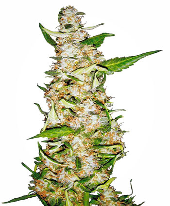 Sensi Seeds Feminized Skunk #1 Automatic