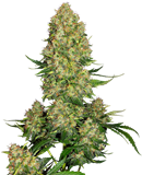 Skunk #1 Automatic Seeds – Sensi Seeds UK