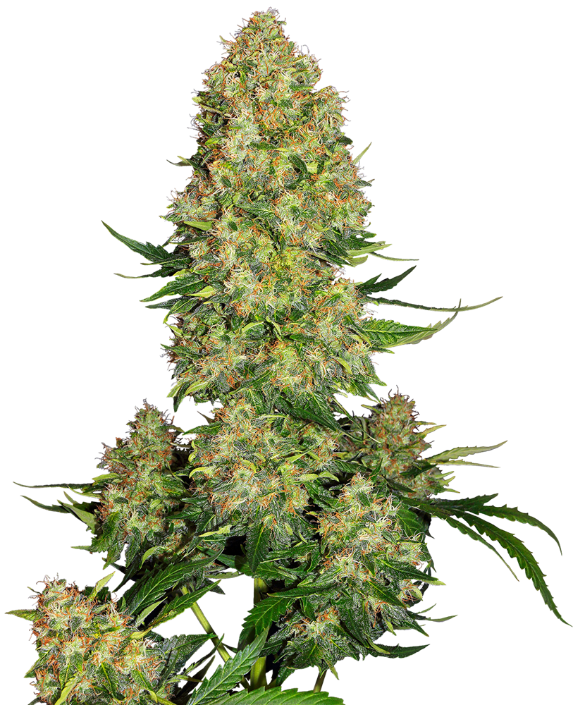 Skunk #1 Semillas Autoflorecientes – Sensi Seeds