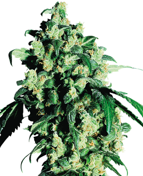 Skunk #1 Feminized Seeds – Sensi Seeds UK