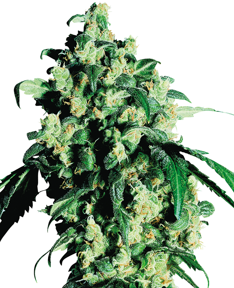 Super Skunk Feminized Seeds - Sensi Seeds