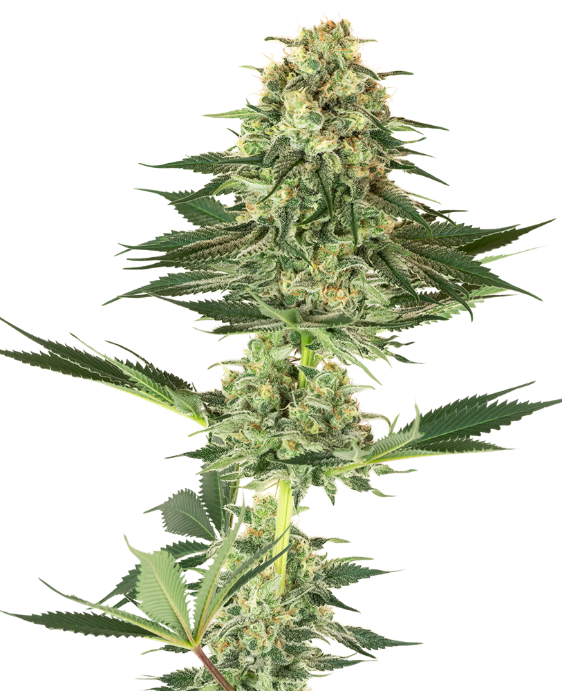 Banana Kush Feminized Seeds by White Label – Sensi Seeds