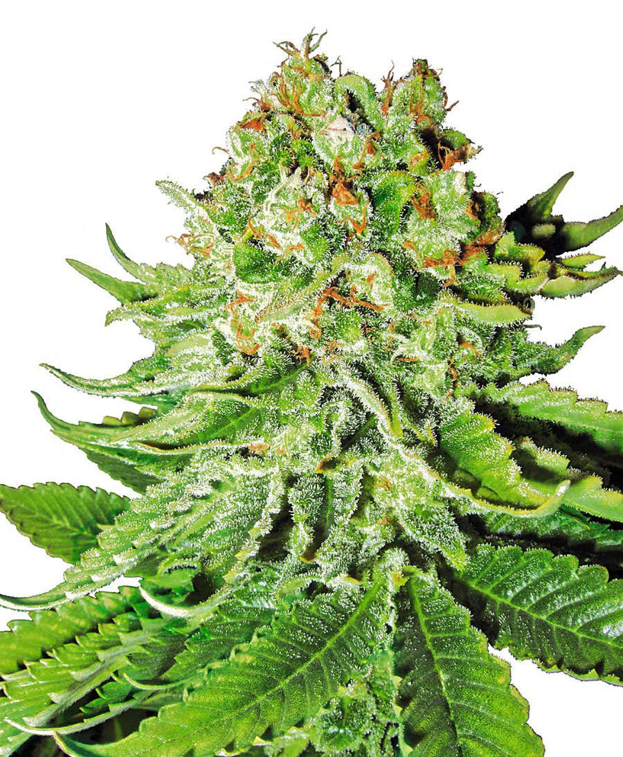 Northern Lights Automatic Seeds White Label