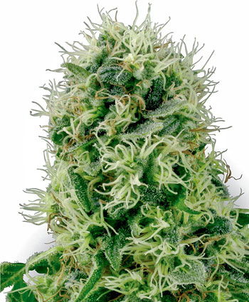 Buy Pure Power Plant Feminized seeds - White Label