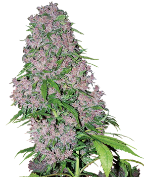 https://img.sensiseeds.com/en/feminized-seeds/whitelabel/purple-bud-small.png