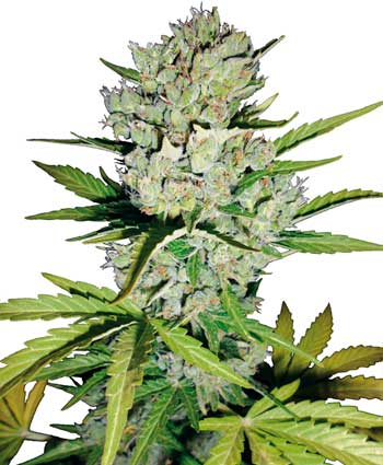 Autoflowering Cannabis