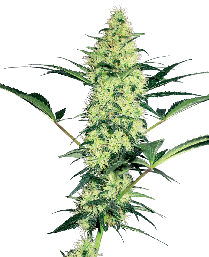 White Diesel Haze Auto (White Label Seeds) Semi Autofiorenti