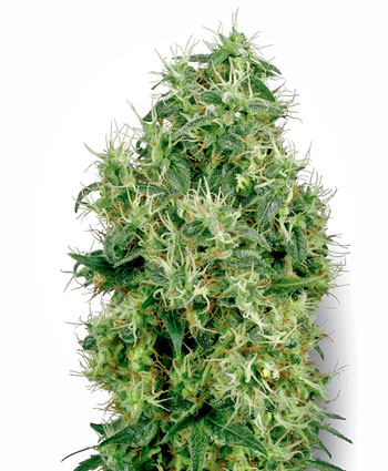 White Gold-image