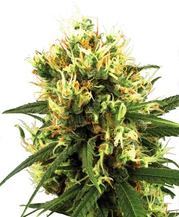Buy White Haze Automatic seeds online- White Label