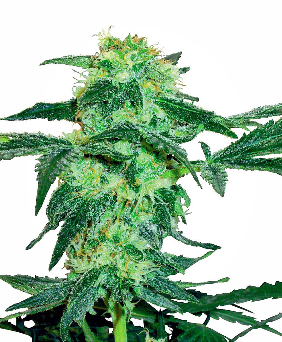 Buy White Ice Feminized Seeds Online White Label   White Ice Feminised Xl 